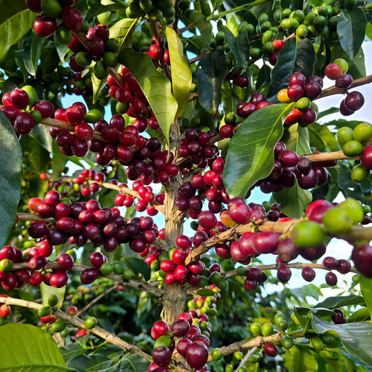 Cerises de café de l'origine Las Quebraditas en Colombie, Mates Café