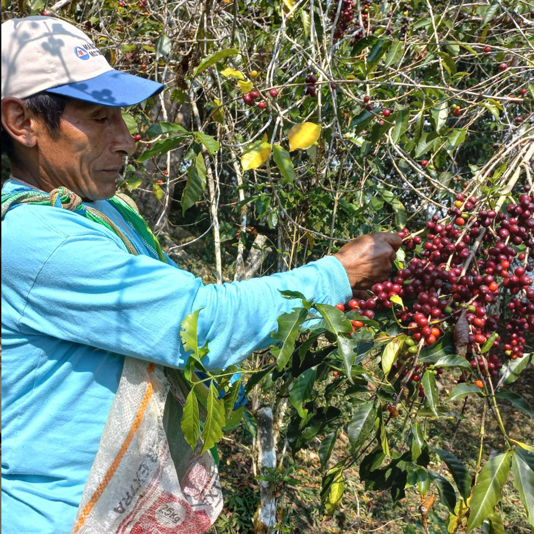 Producteur de café Ayni au Pérou récoltant les cerises, Mates Café
